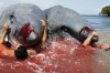 2-Headed-Shark-Attack.jpg