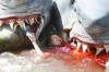 2-headed-shark-attack-1-450x300.jpg