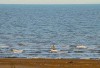 20137882_2_IMG_543x305.jpg