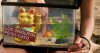 Los-insolitos-peces-gato-02.jpg