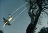 The-Tree-and-a-Swing-To-Dentro-Ke-I-Kounia-7.jpg