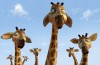 Zambezia_Giraffes.jpg