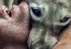 abcs-of-death-dog.jpg