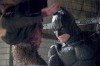 batman-begins5.jpg