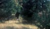 bigfoot.jpg