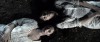 emmanuel-truth-about-fishes01.jpg