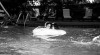 escape-from-tomorrow-3.jpg