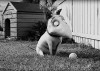 frankenweenie_3.jpg