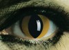 hisss052610-x2.jpg