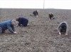 la-cinquieme-saison-una-suggestiva-scena-del-film-che-raffigura-la-primavera-247572.jpg