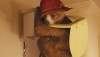 paddington-2014-still-3.jpg
