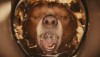 paddington-2014-still.jpg