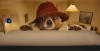 paddington-2014-trailer.jpg