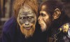 planetofapes2.jpg