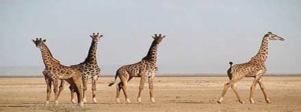 Safari u Africi 3D