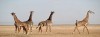 safari-u-africi-3d.jpg
