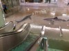 shark-fake-sandy_mainstory1.jpg