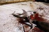 sharknado-ark.jpg