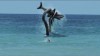 sharktopus.jpg
