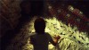 sleepwalker-3.jpg