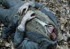 sleepy-hollow-2.jpg