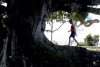 thetree21.jpg