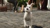 tintin01.jpg
