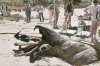 tremors4.jpg