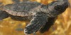 turtle.the.incredible.journey-1.jpg