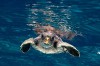 turtle_the_incredible_journey3.jpg