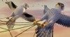 zambezia_2012-2.jpg