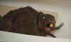zombeavers-3.jpg